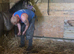 Yearling colt Welsh section A for sale