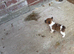 Jack Russell puppies