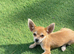 Chihuahua boy Appel head toy size