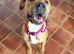This is Sky a cane corsa cross staffy