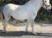 3 year old section A gelding