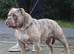 Olde English bulldogs stud