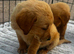 Labour puppys
