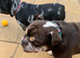 English bulldog boy