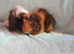 Pedigree guinea pig boys price for the pair