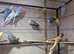 Beautiful budgies for sale