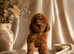 Fox Red Toy Poodle Boy Ready Now