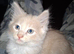 4 beautiful kitten baby's ready for there loving homes