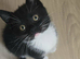 3 Male Kittens Lokking for a New Home 1 Fluffy black left