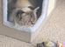 Gorgeous Ragdoll 7 Years Old Girl Vet Chkd an Vaccinated