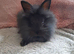 Double mane lionhead