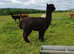 Female alpacas for sale