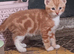 Bengal kittens rare colours