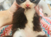Dollface Persian Boy from Grandchampion lines