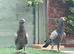 Syrian pigeons for sale in Grimsby
