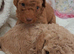 Beautiful toy poodle babies