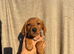 1 Male KC registered Fox Red Labrador READY NOW