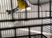 Pair of bengalese finches