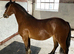 Registered Welsh Section C 2 year old Gelding