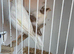 White hen canary