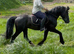 WILLETTS BLACK MAGIC 14hh - Welsh C