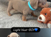 Dachshund