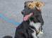 border Collie x German shepherd
