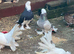 strong pigeons