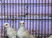 Diamond doves