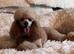 Beautiful Poochon Puppies