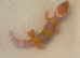 Albino leopard gecko cb26