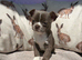 Chihuahua TCUP Puppies