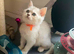 BSH Kittens Rare to UK Shaded colours