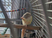 Bonded Pair of Conures