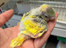 Hand Tame Budgie Chicks Ready Soon