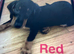 5 active daucshund left