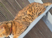 Exquisite Pedigree Bengal Kittens