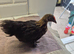 Pekin pullets