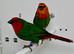 Beautiful pairs of Red face parrot finches for sale