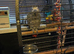 Parrot