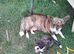 Two stunning puppies of Welsh Corgi Cardigan