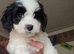 Beautiful boy shih poos