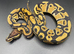 Male Yellowbelly het clown het pied ball python