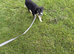 Lurcher