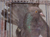 Indian Fantails for sale