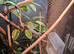 Female panther chameleon