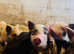 Mini Pigs Looking for Their Forever Homes!