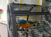 Blue & gold macaw