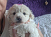 maltese