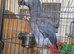 african grey parrot 1350 pound